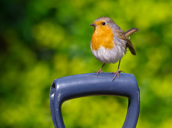 The Garden Friend