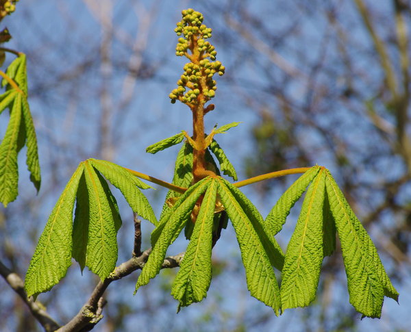 The Opening of Spring