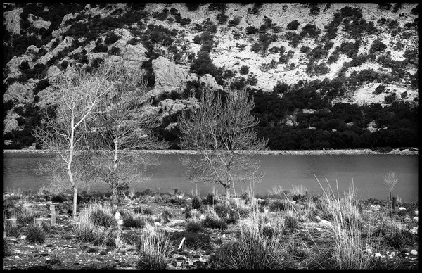 Three Bare Trees