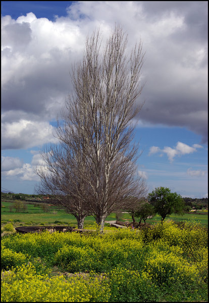 Two Trees of the Central Plain
