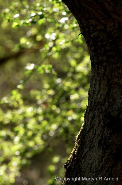 Woodland Backlight
