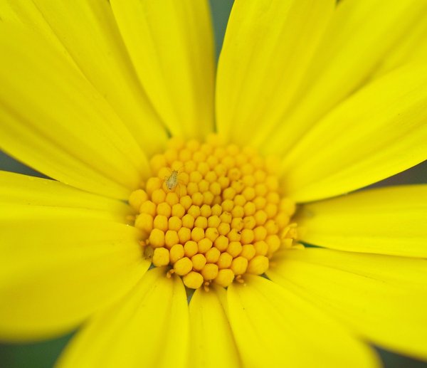 YELLOW.