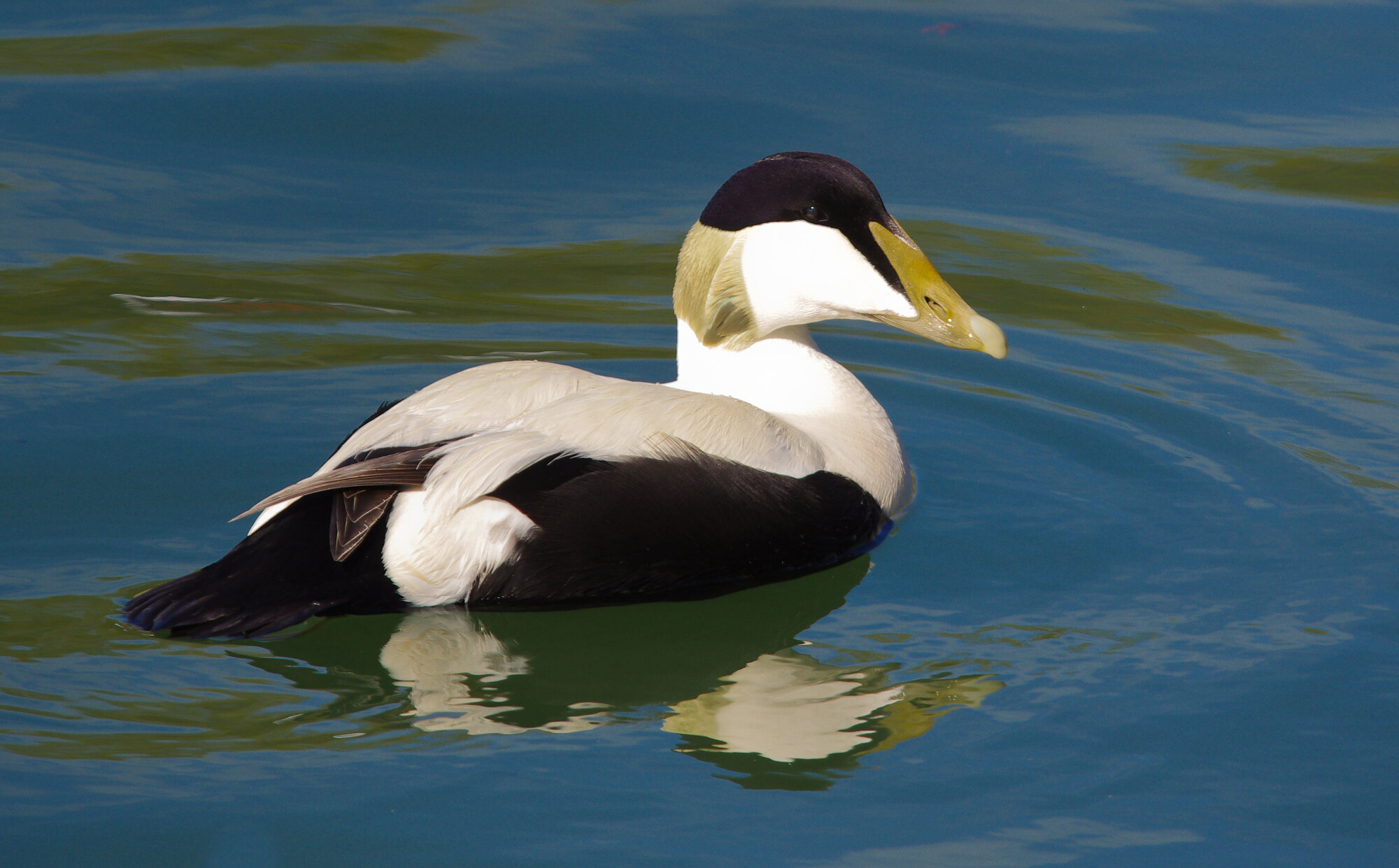 Eider