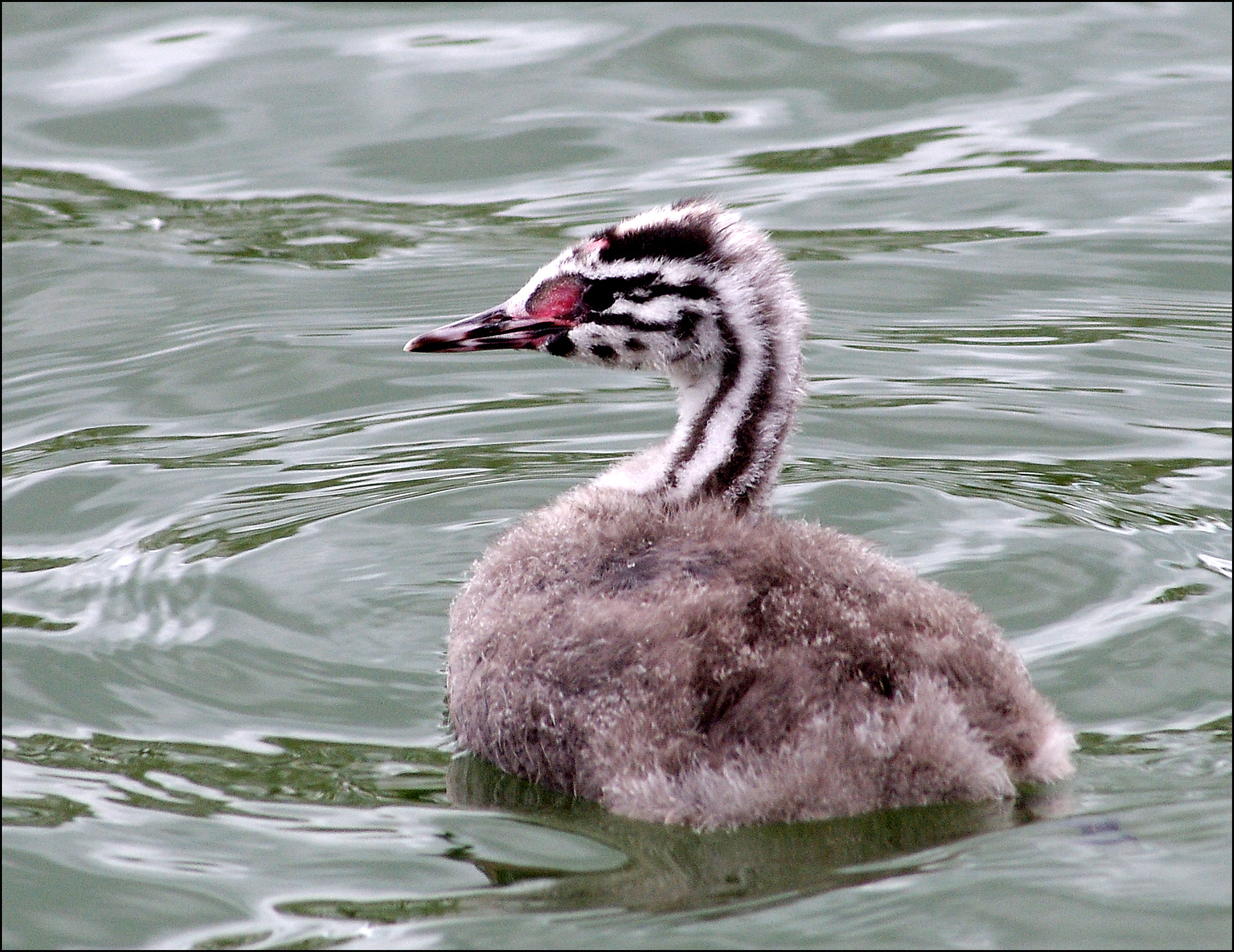 Great Crested Grebe Chick, growing fast