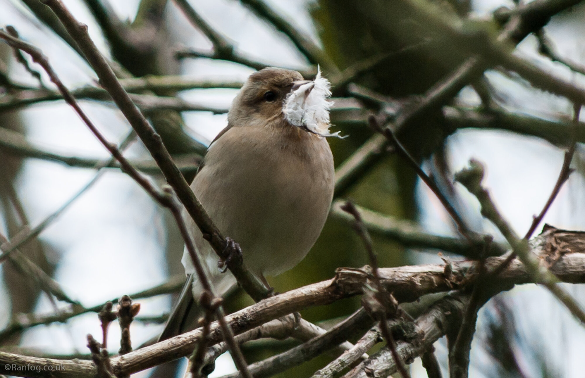 Nesting Brid