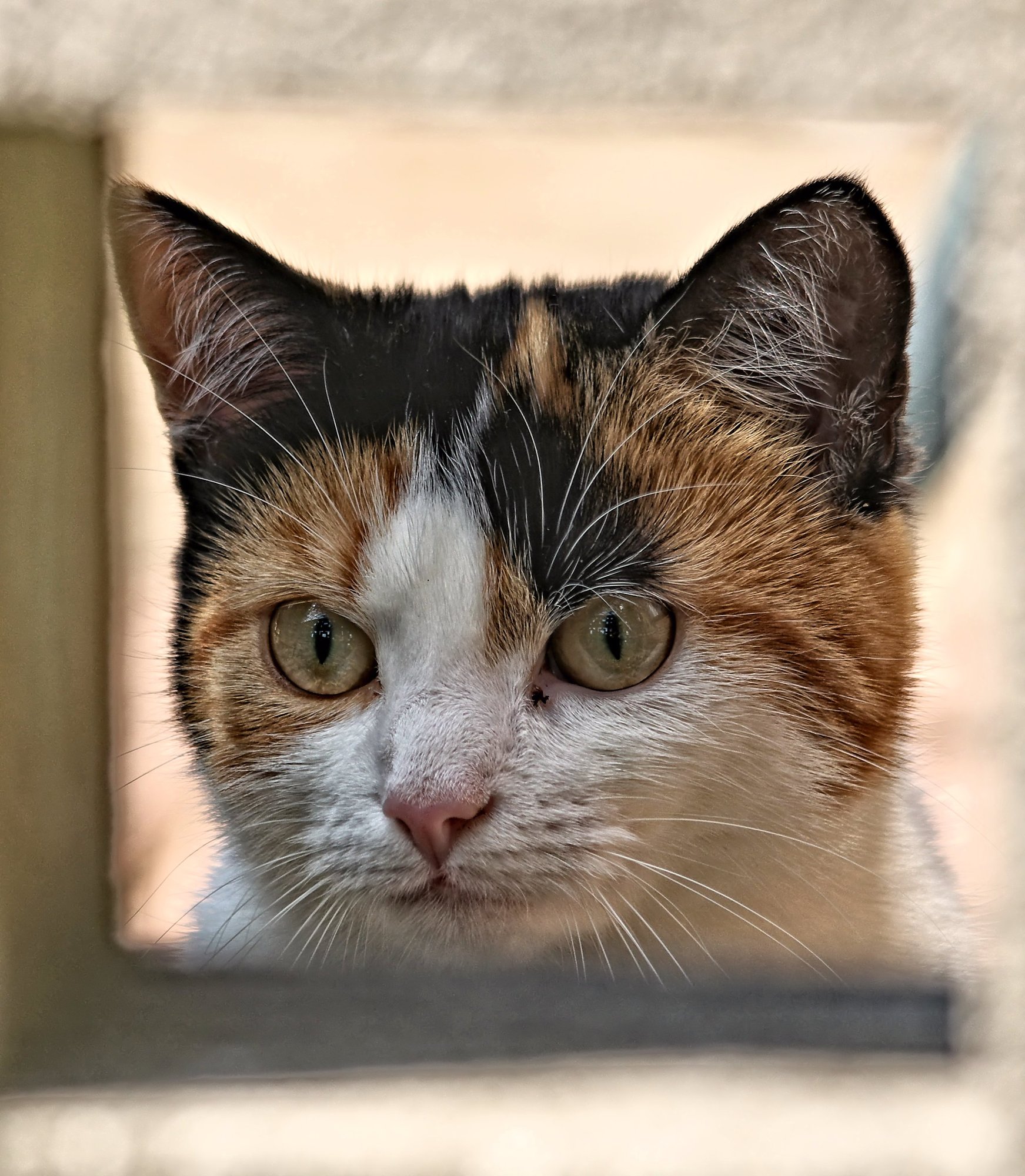 Next doors Cat
