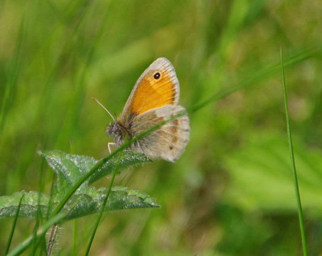 small heath