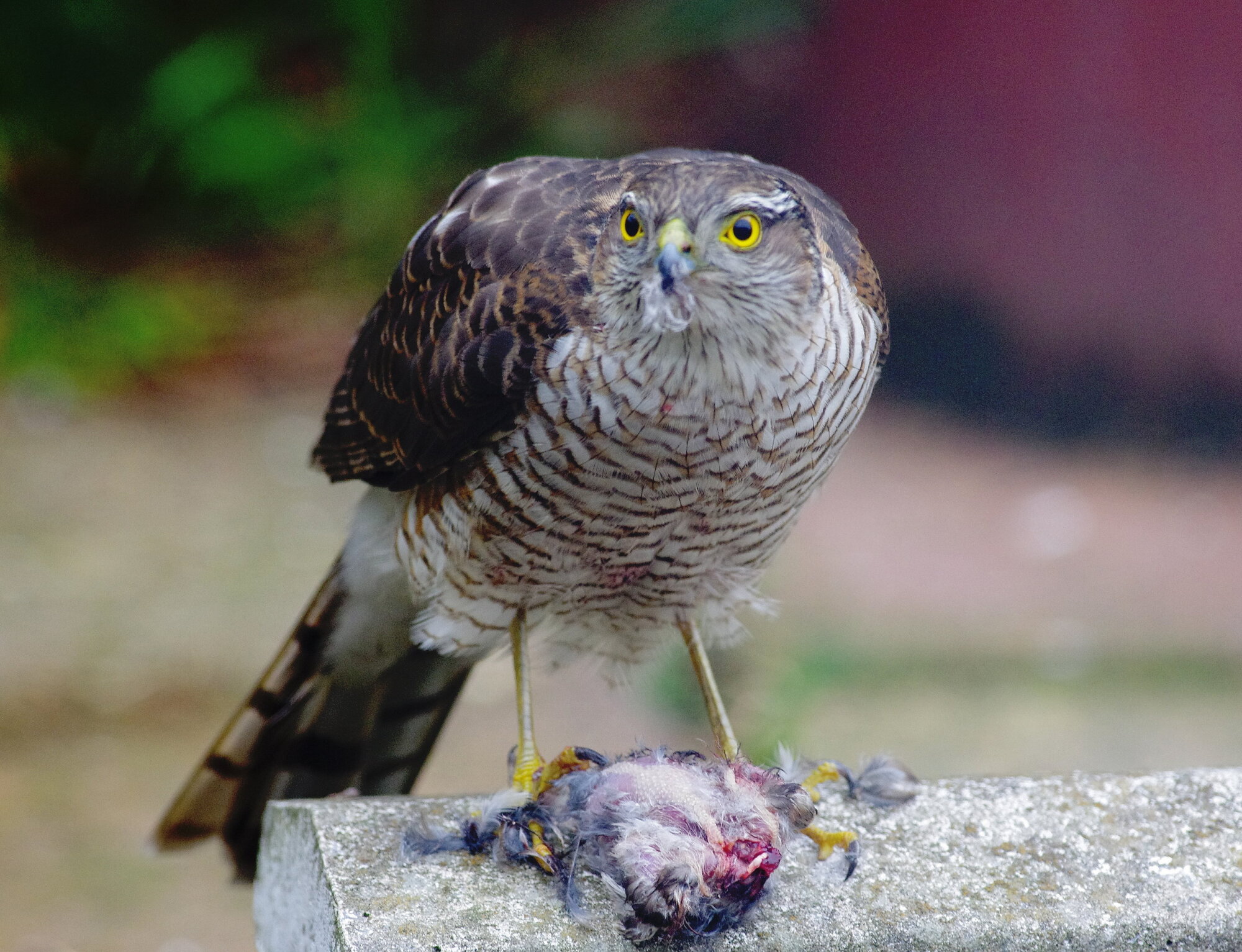 sparrowhawk