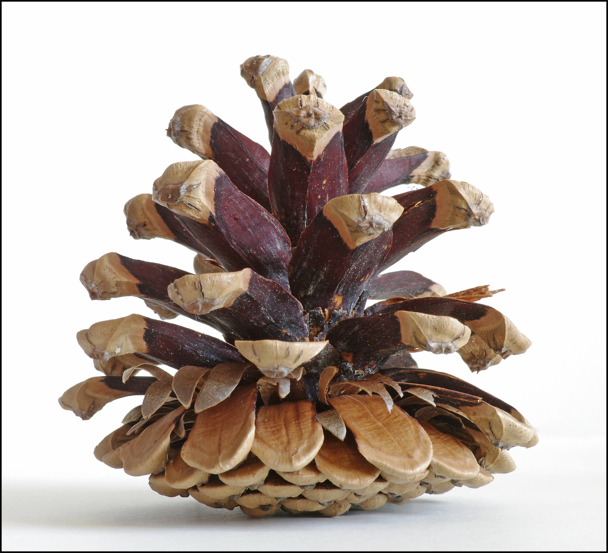 Summer Cone