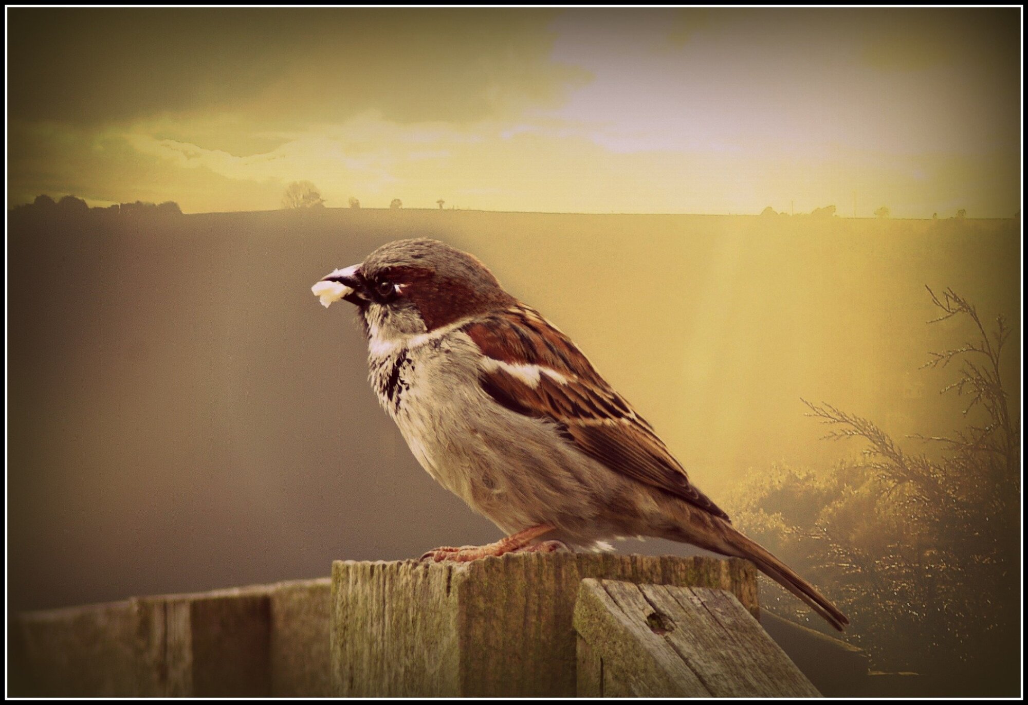 Sun glare and Sparrow