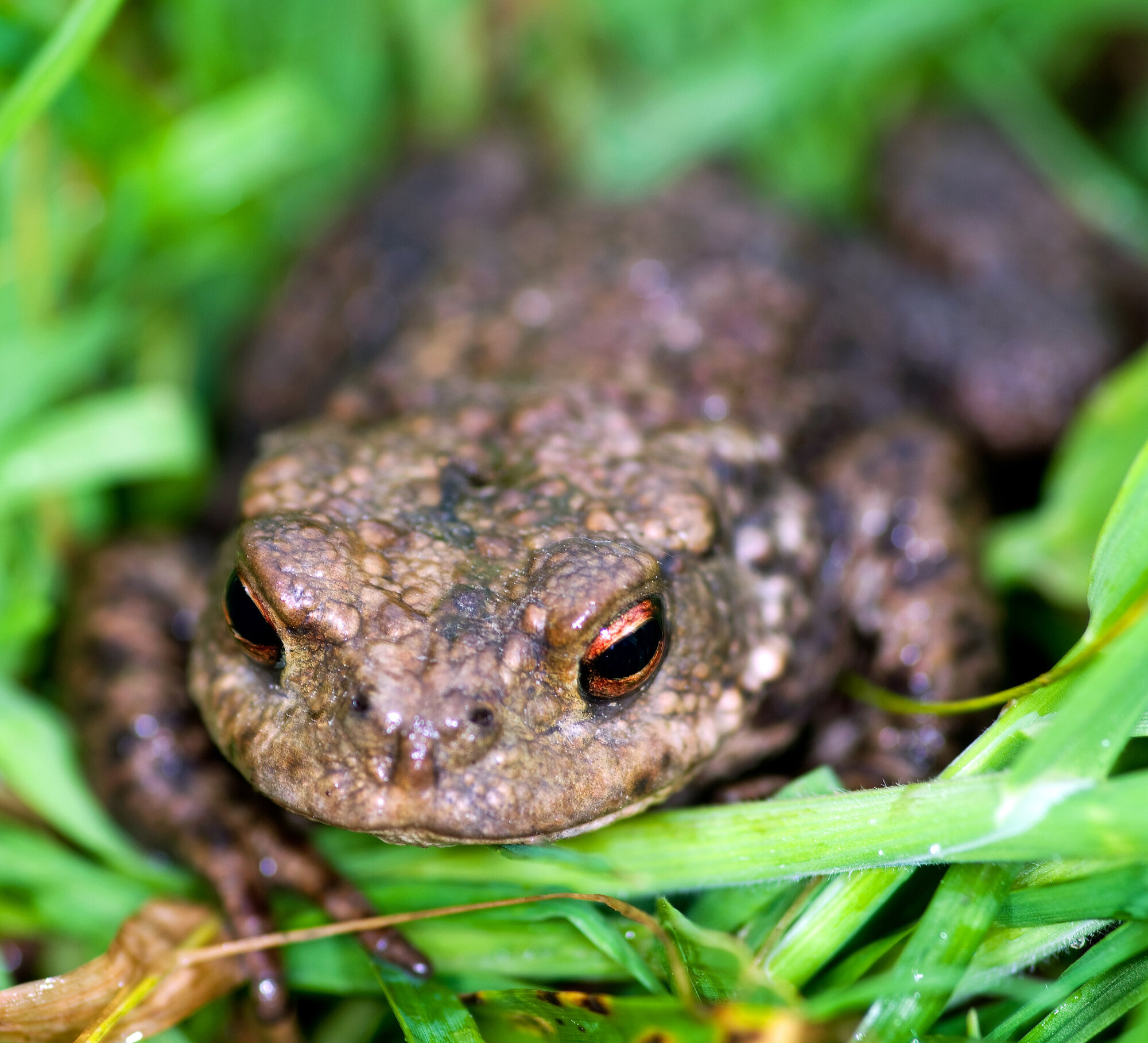 toad