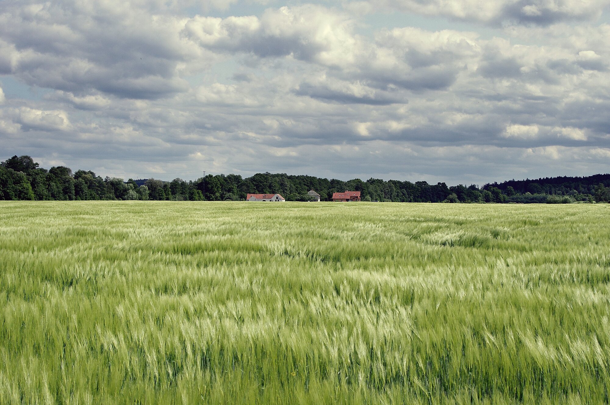 fields of barley