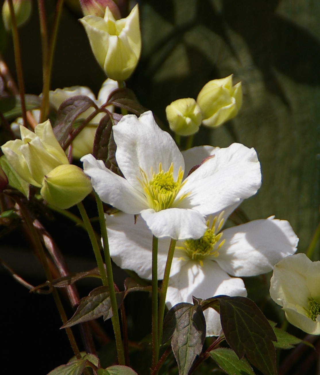 White Clematis