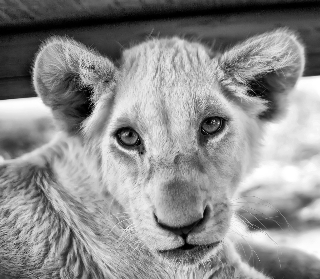 White Lion Cub