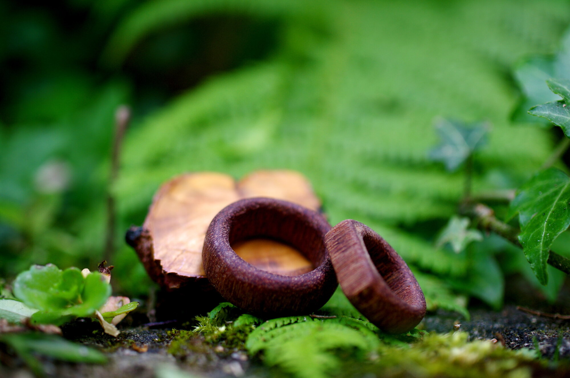 wild wood
