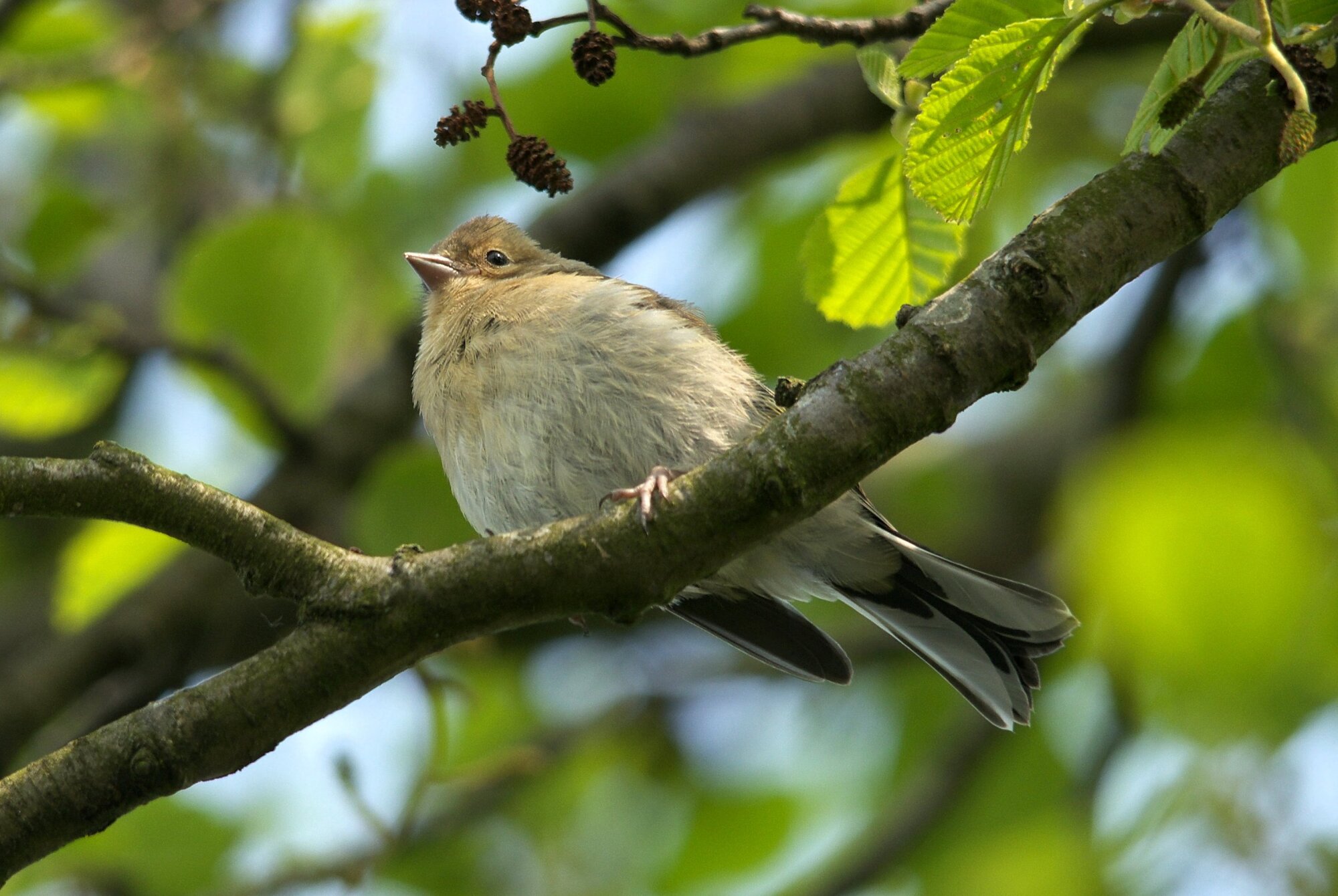 Young chaffinch!