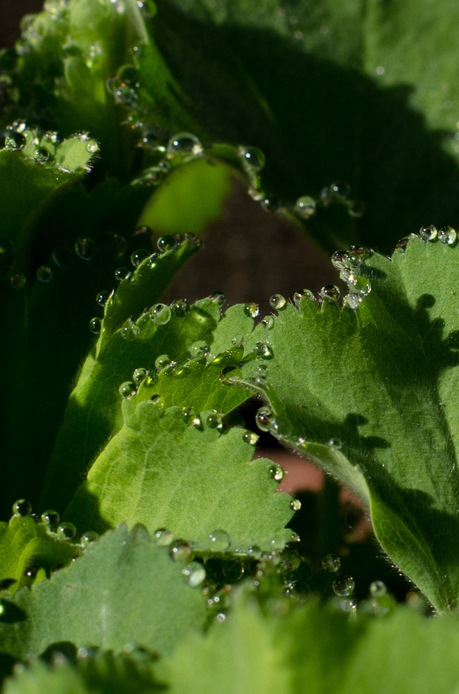 Alchemilla Mollis droplets 1