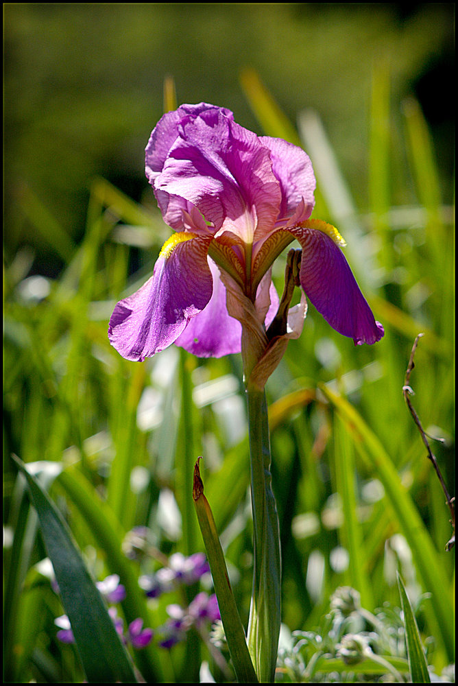 Bearded Iris