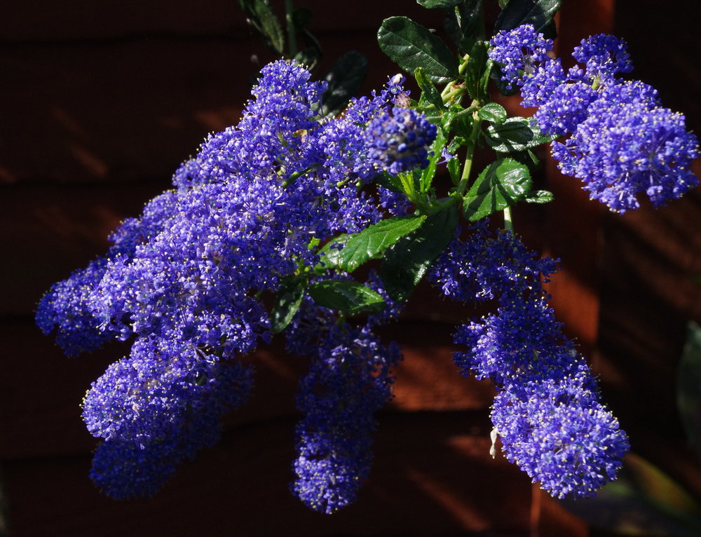 Ceanothus II