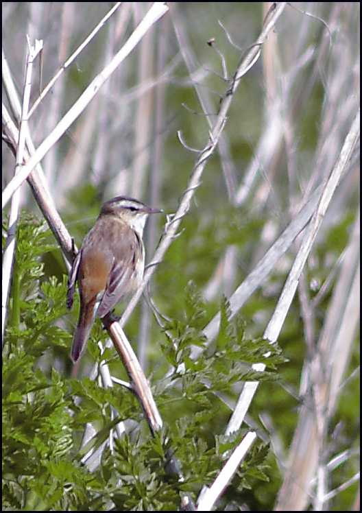 Sedge Warbler.