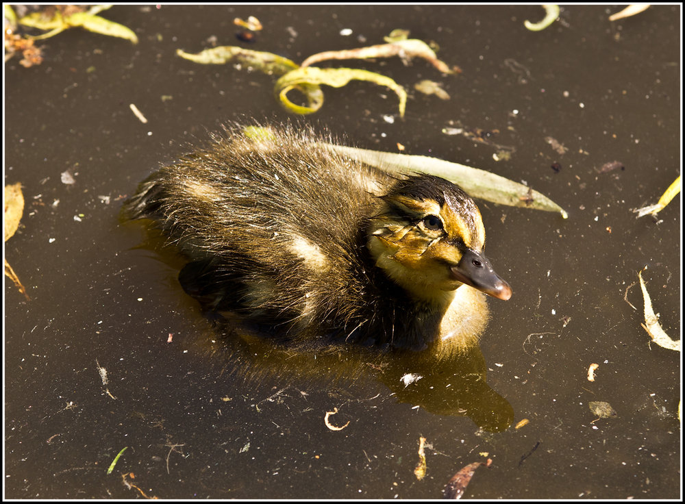 chick