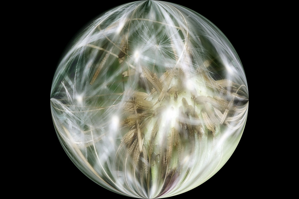Dandelion Sphere