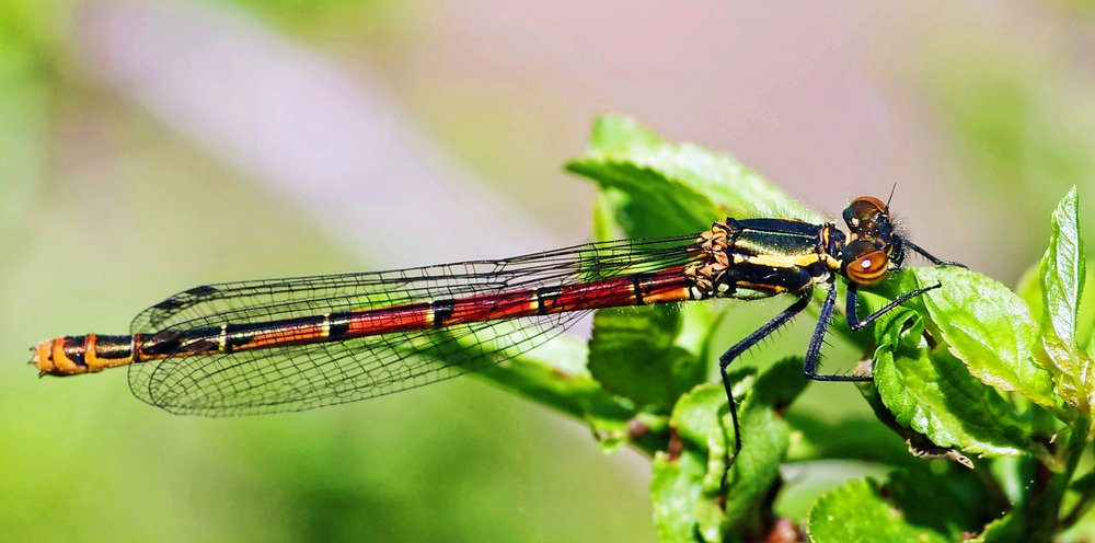 Emerald damsel fly