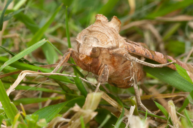 Face to face with a moth in the grass