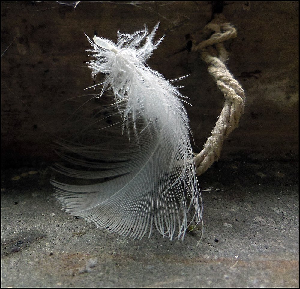 Feather and String