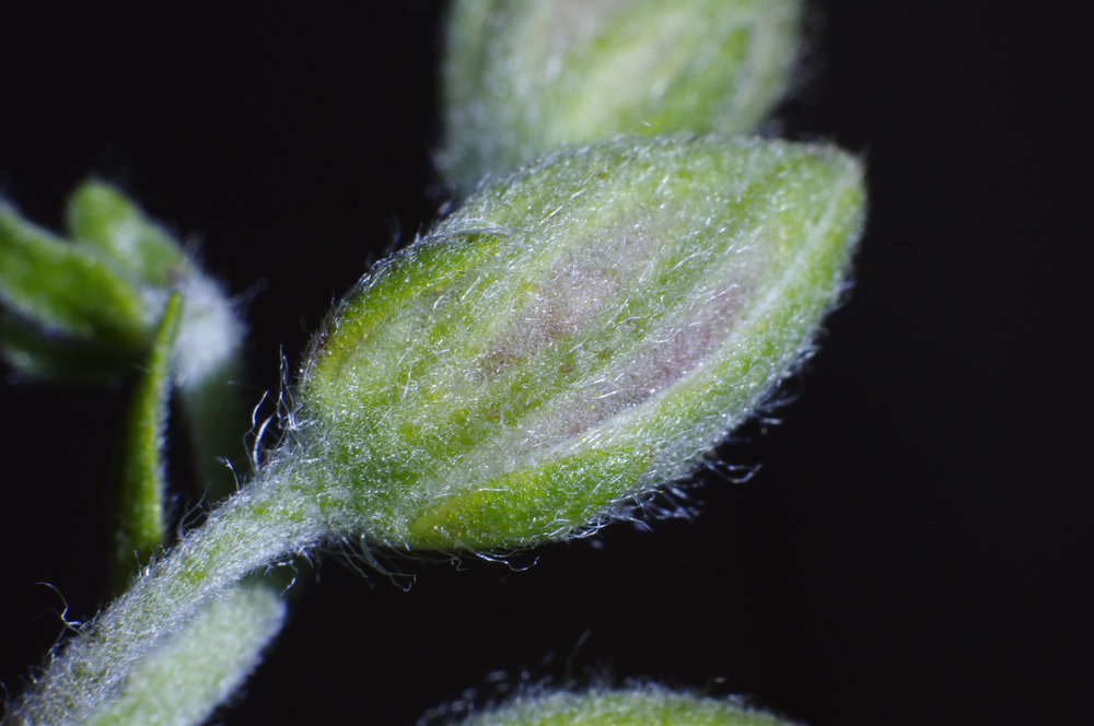 flower bud