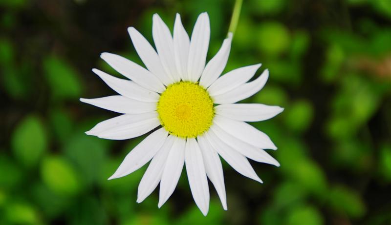 Flower II