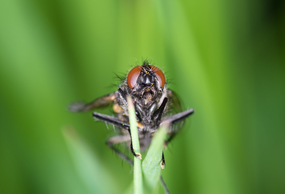Fly in the grass