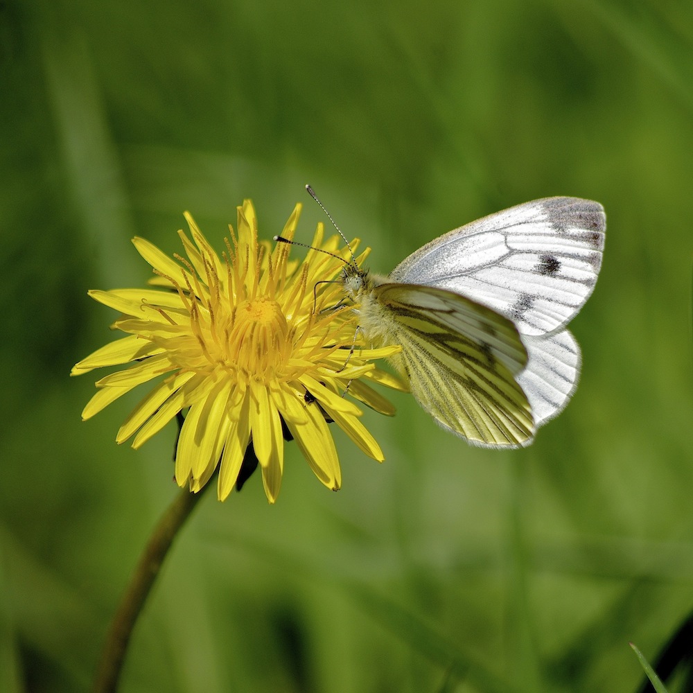 Green veined White butterfly