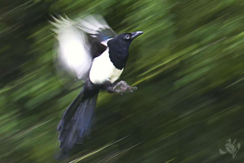 In flight
