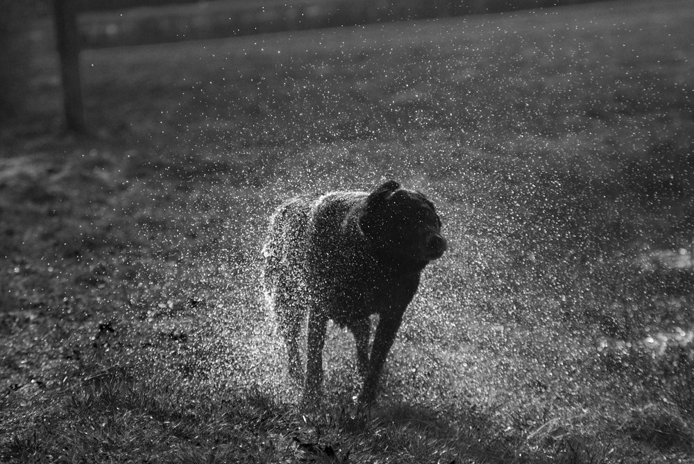 labrador shaking water