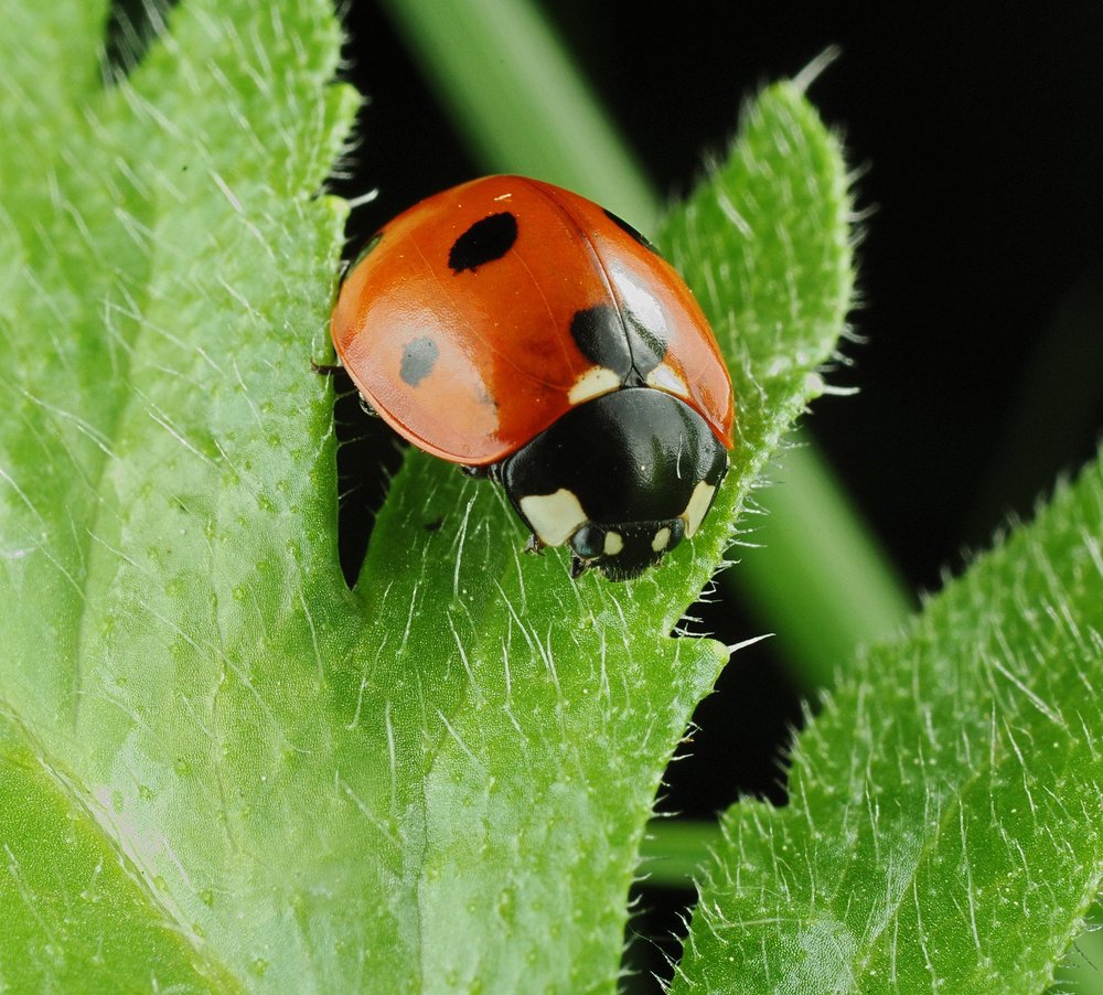 Ladybird & Poppy Leaf