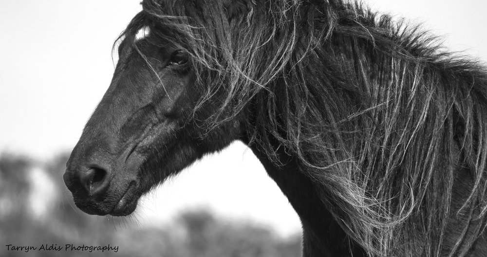 Lone Ranger