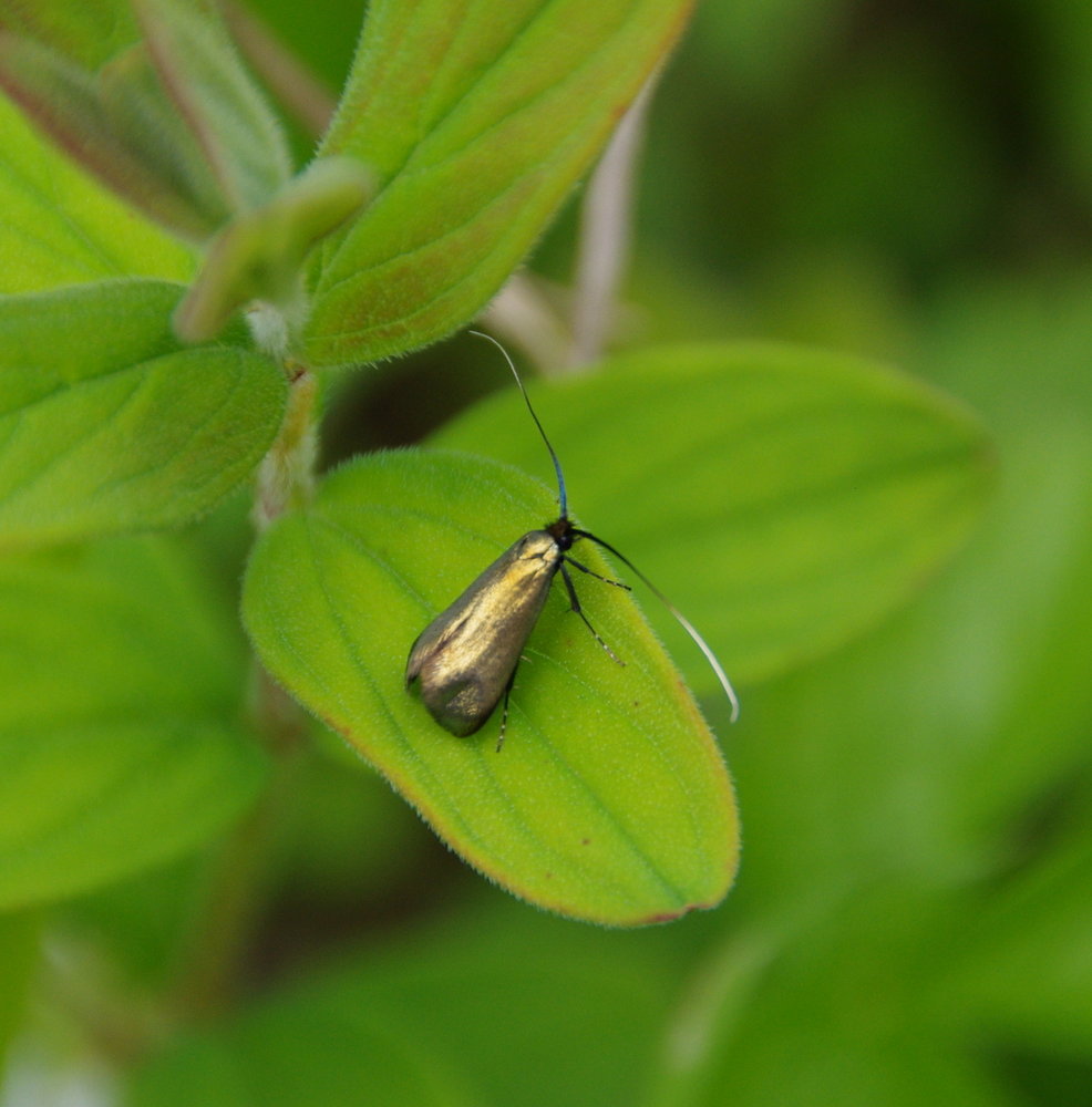 moth ?