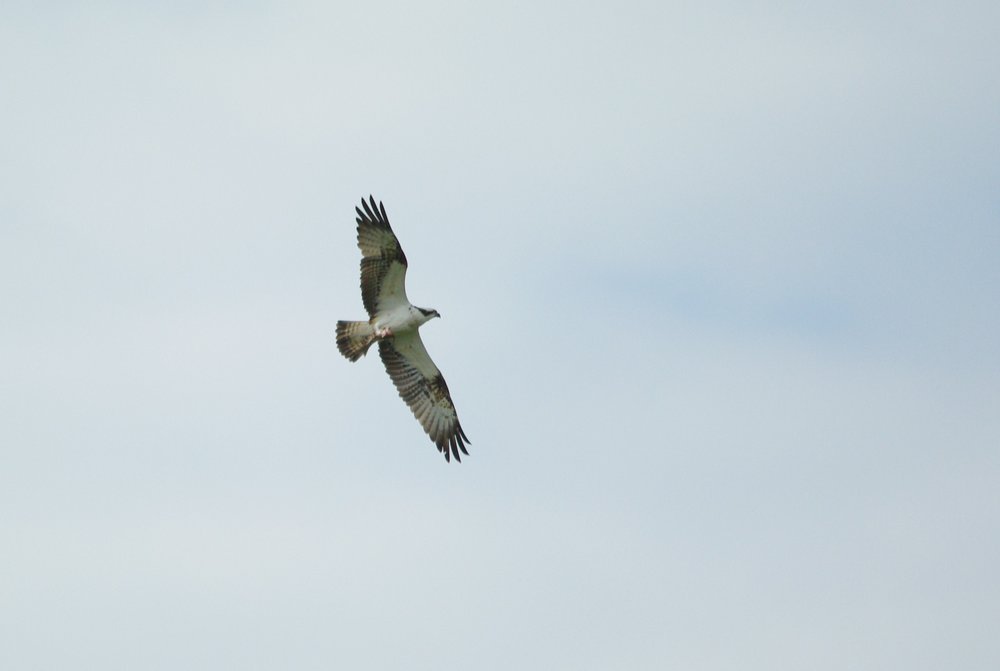 Male Osprey and fish