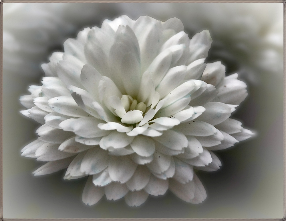 petals