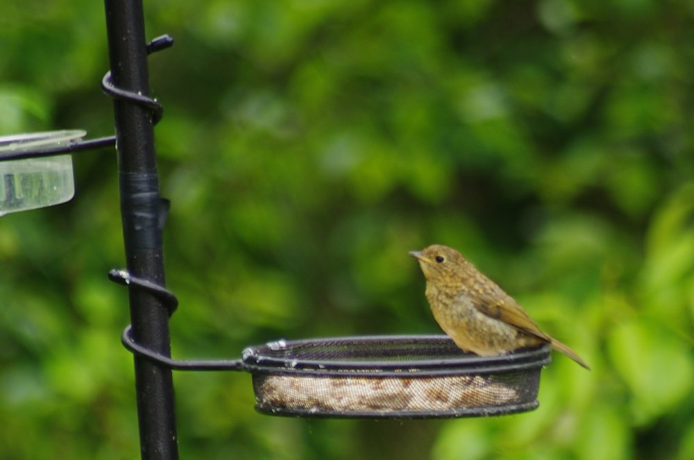 Please can someone identify this little bird?
