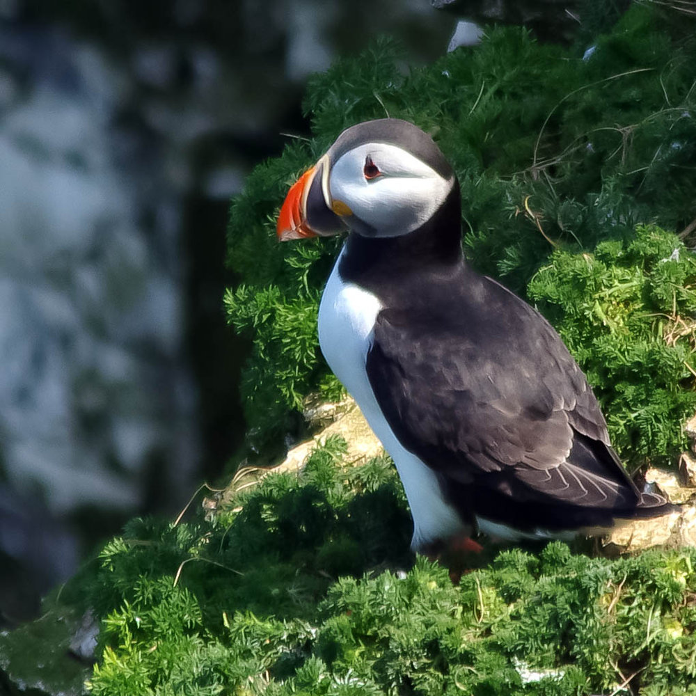Puffin