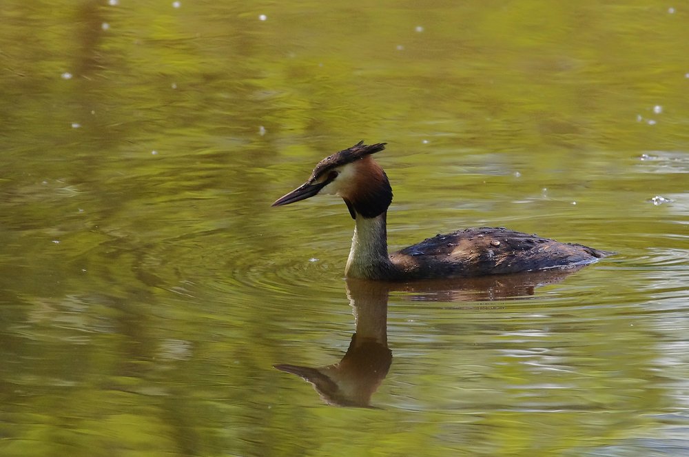 Water Off a Grebe`s Back