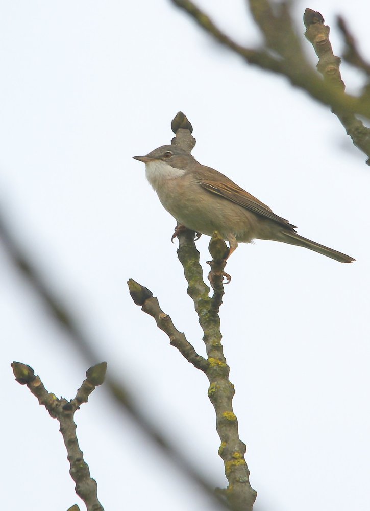 Whitethroat