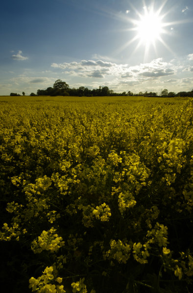 A Sea of Yellow