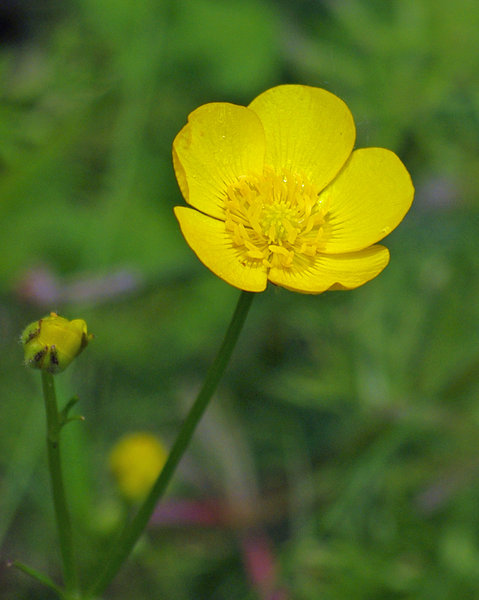 A simple Buttercup