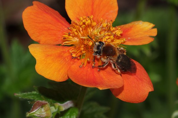 Another Bee :)