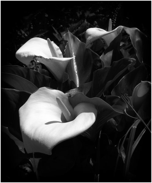 Arum Lilies