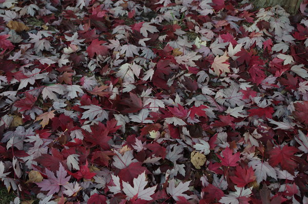 Autumn leaves
