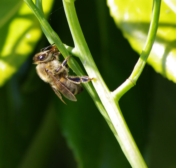 Bee feeding